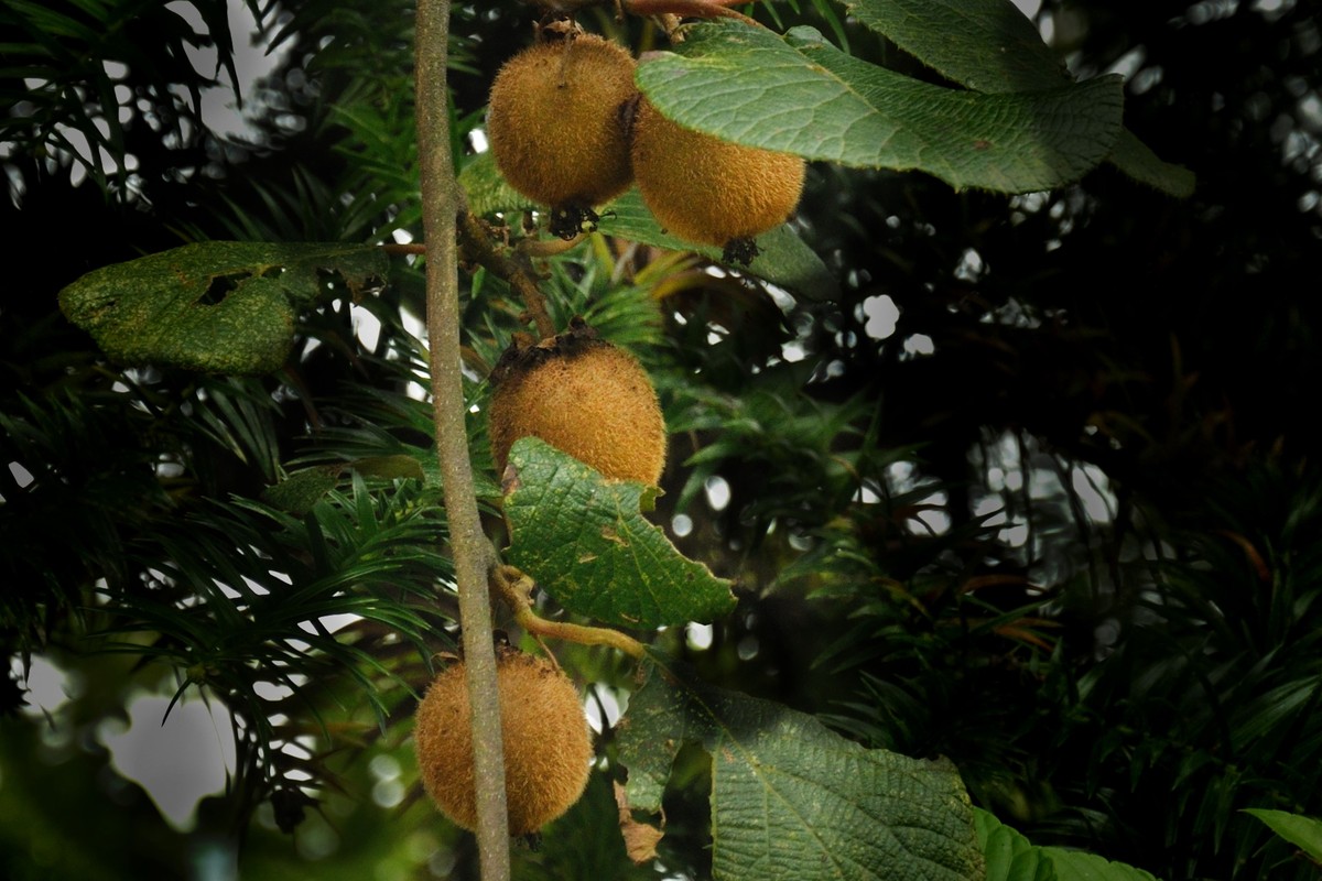 彭水石盘乡避暑拍的片片