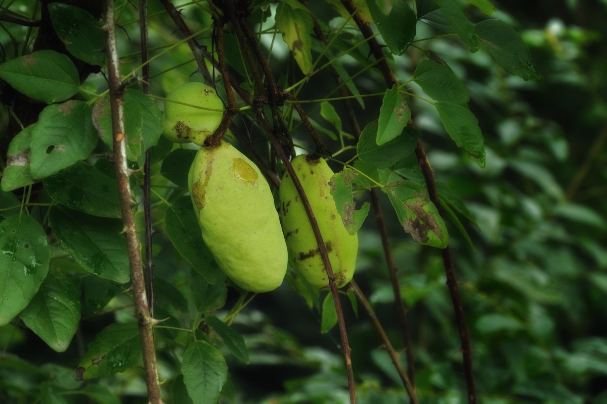 彭水石盘乡避暑拍的片片