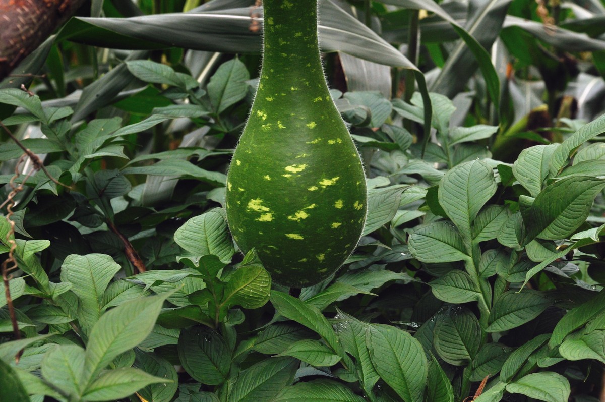 彭水石盘乡避暑拍的片片