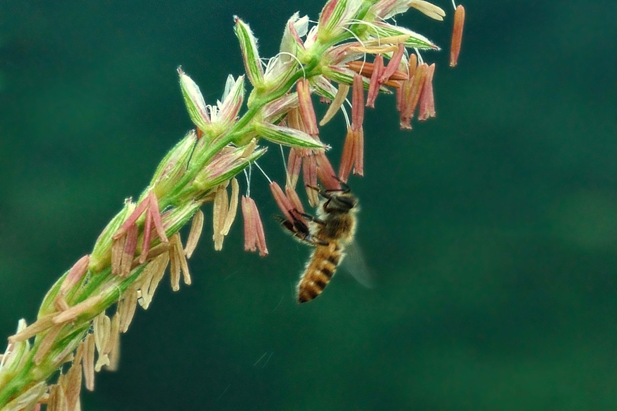 彭水石盘乡避暑拍的片片