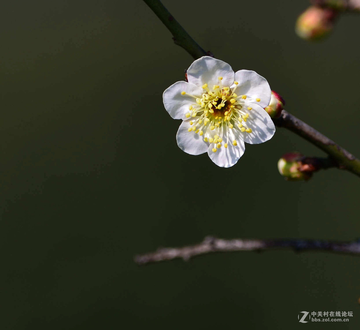 白梅