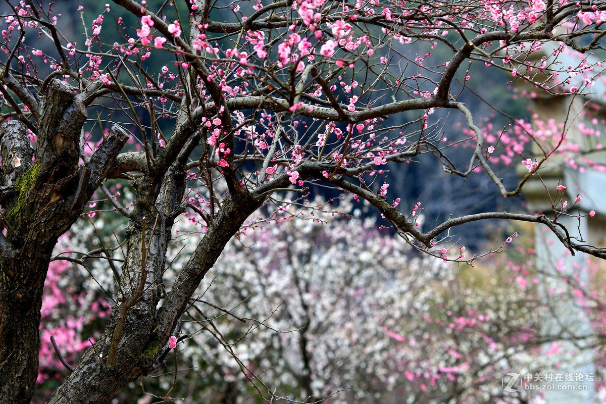 7d兔子拍人也不错～～～～～～～