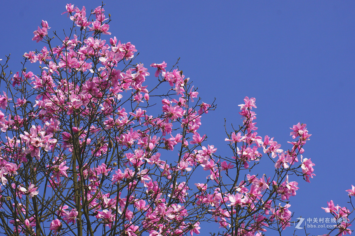 野生辛夷花的故乡