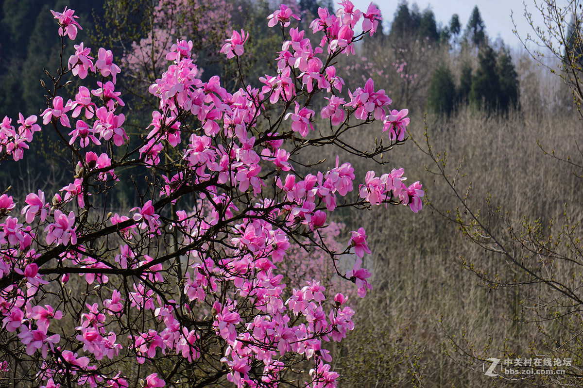 野生辛夷花的故乡