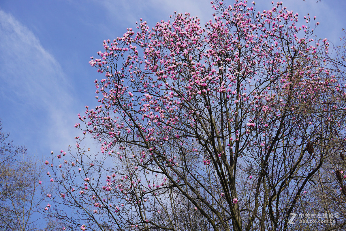 野生辛夷花的故乡