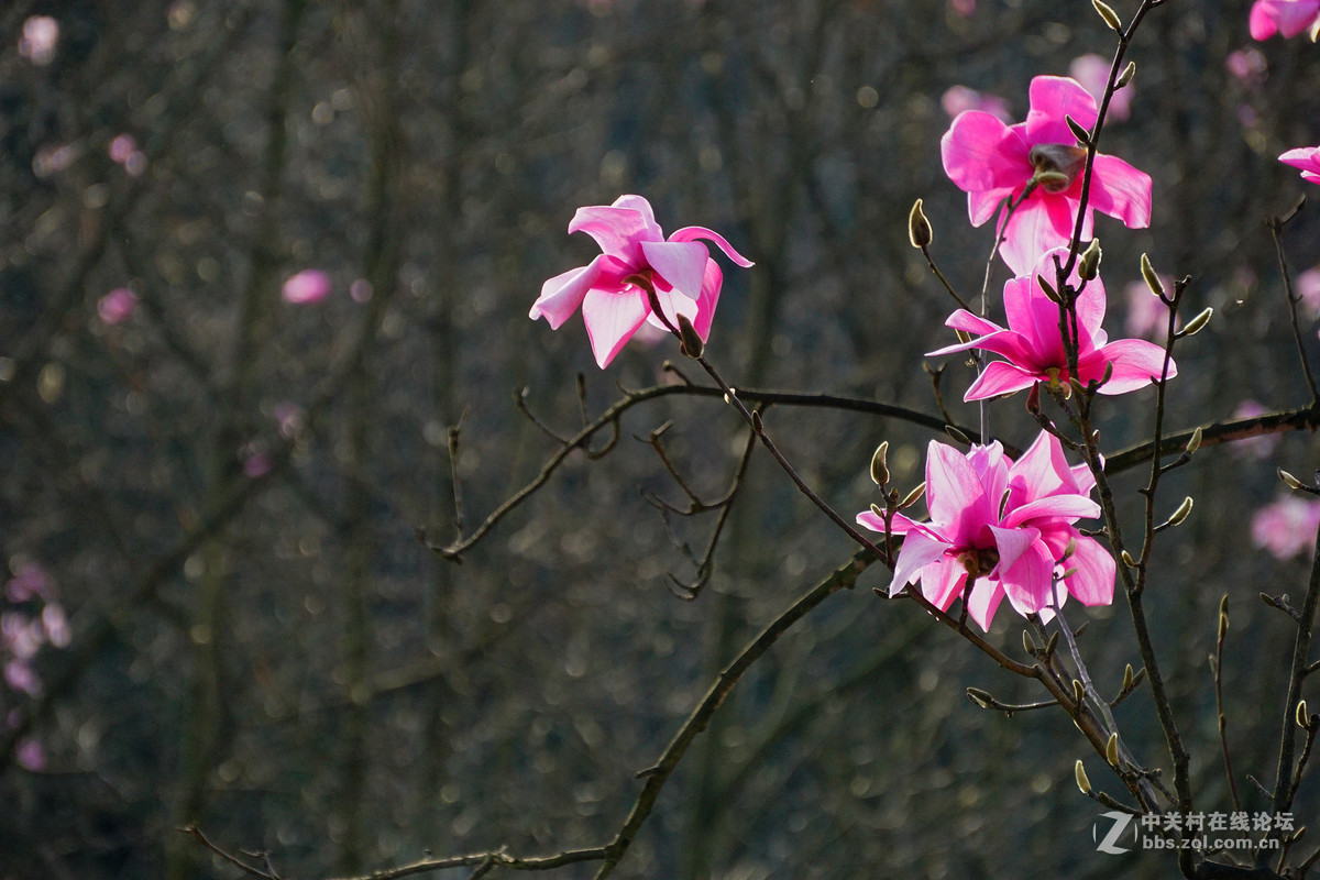 野生辛夷花的故乡