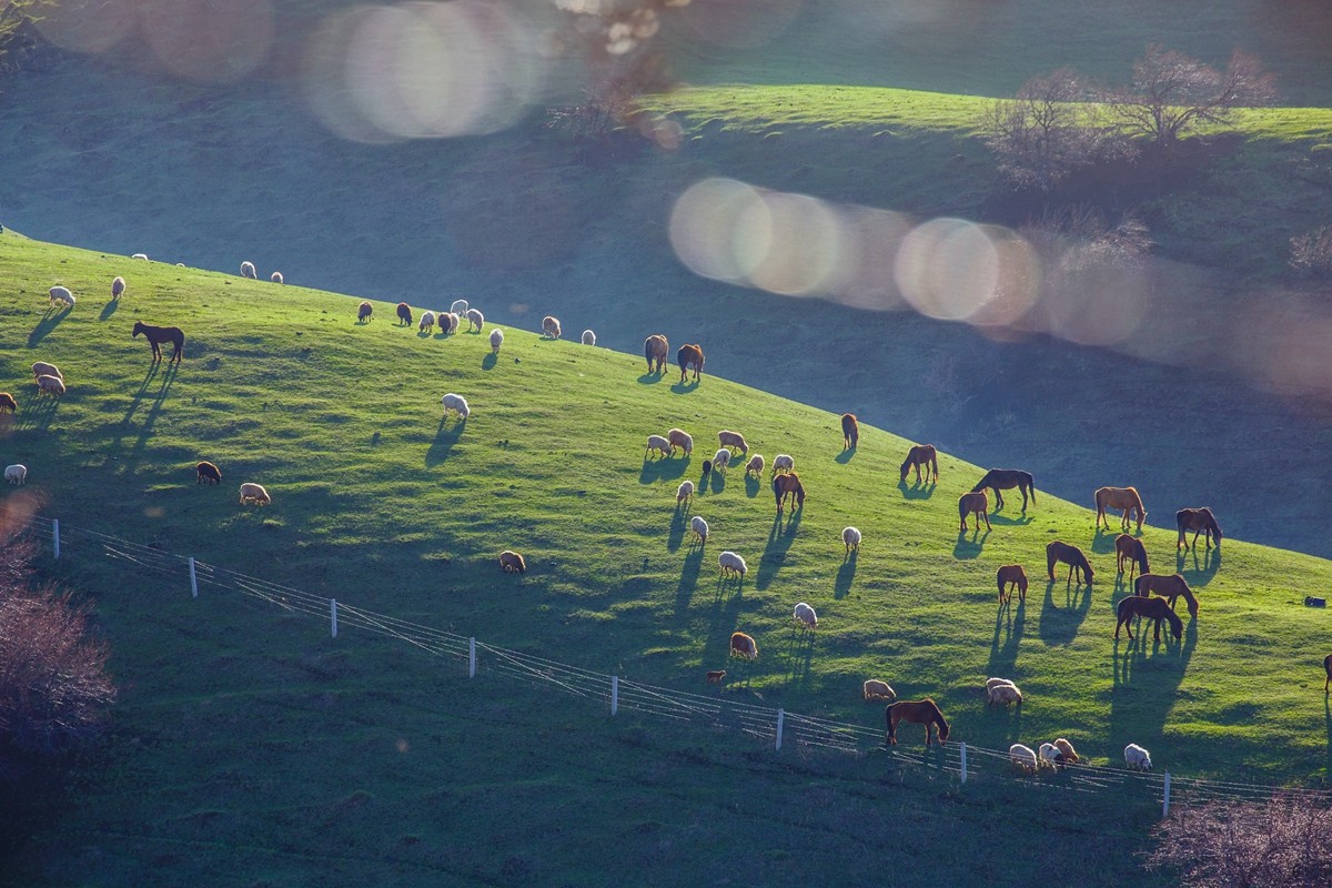 新源杏花沟（四）