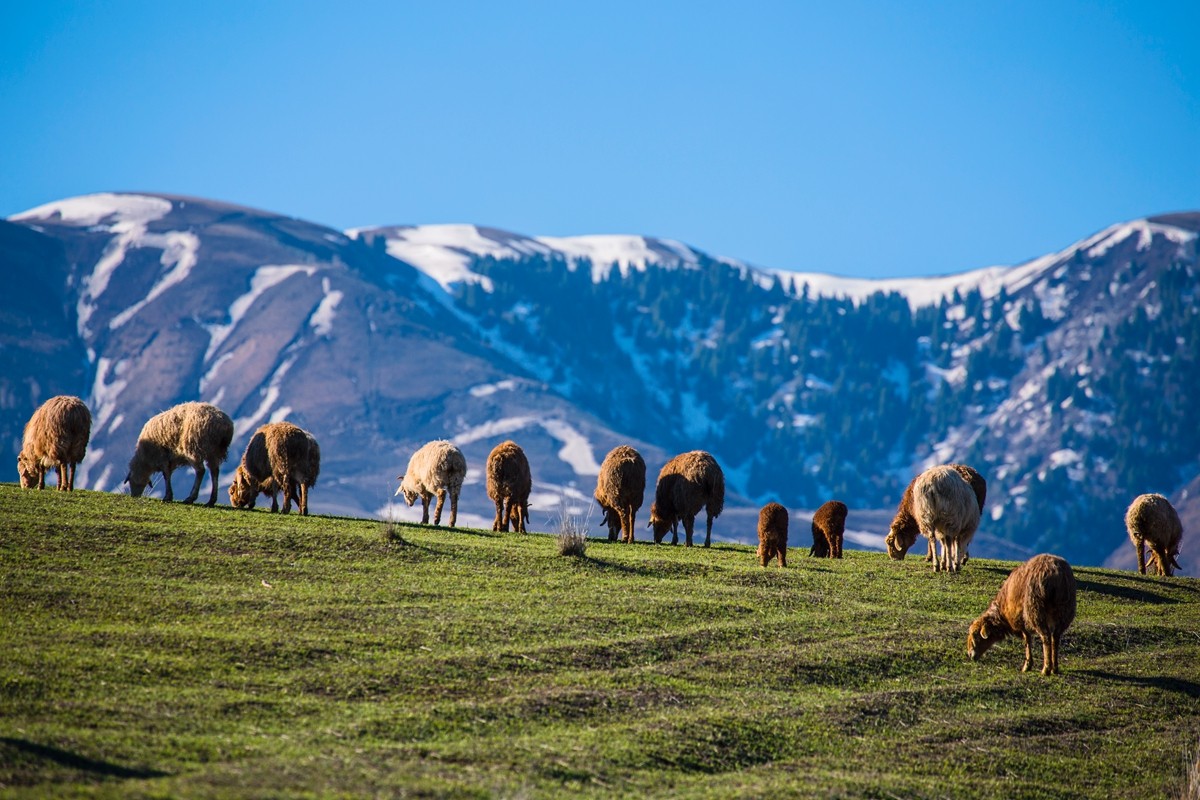 新源杏花沟（四）