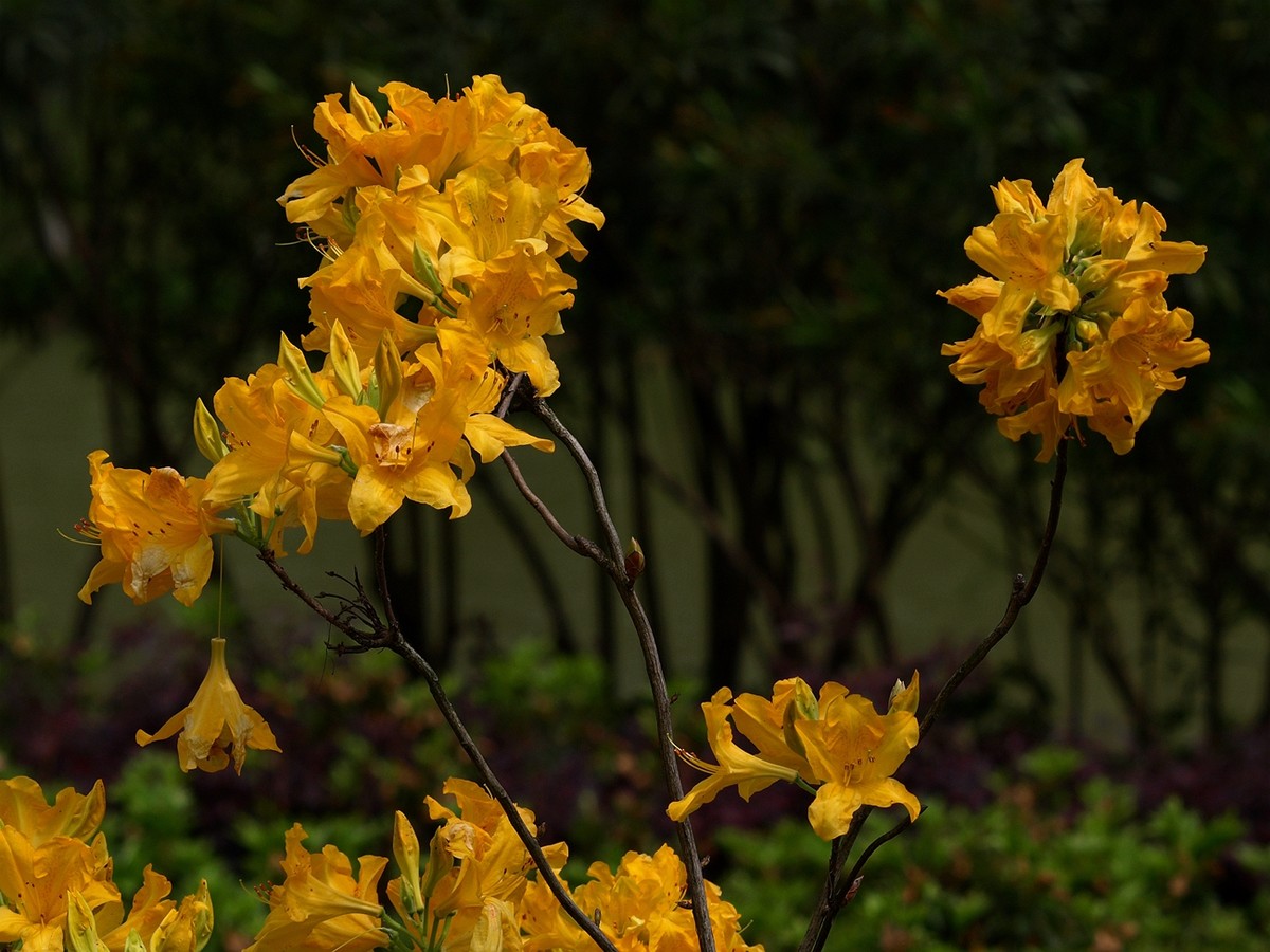 #ZOL月赛-四月物语#——多彩杜鹃花