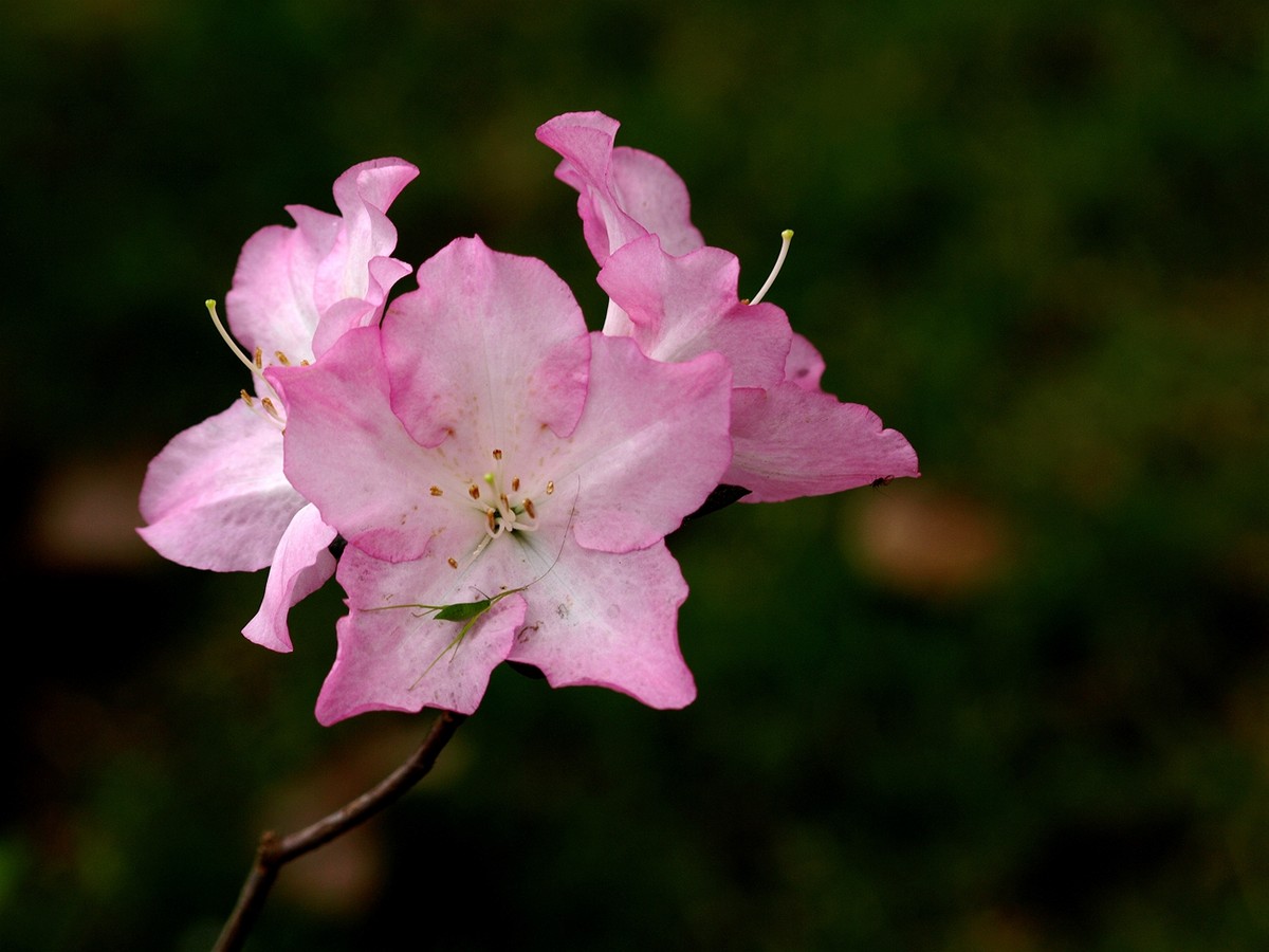 #ZOL月赛-四月物语#——多彩杜鹃花