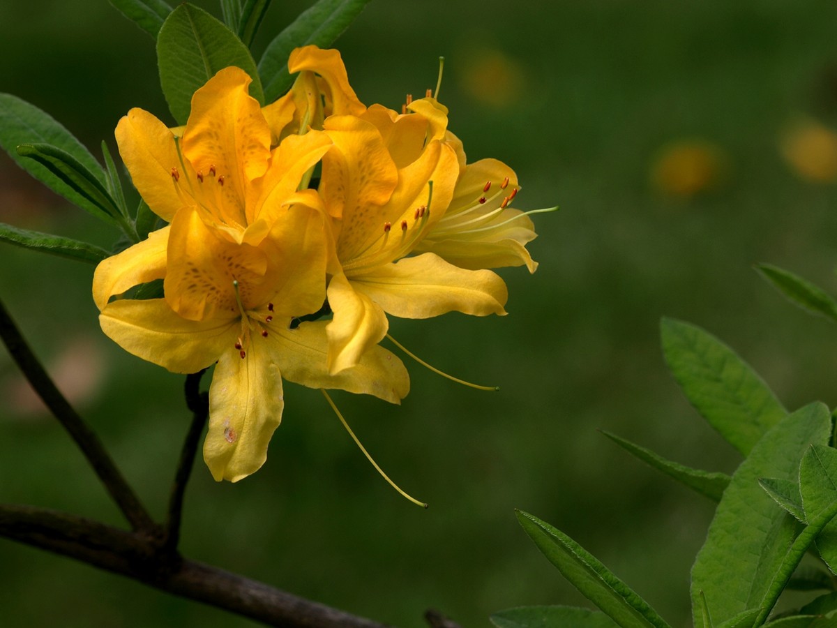 #ZOL月赛-四月物语#——多彩杜鹃花