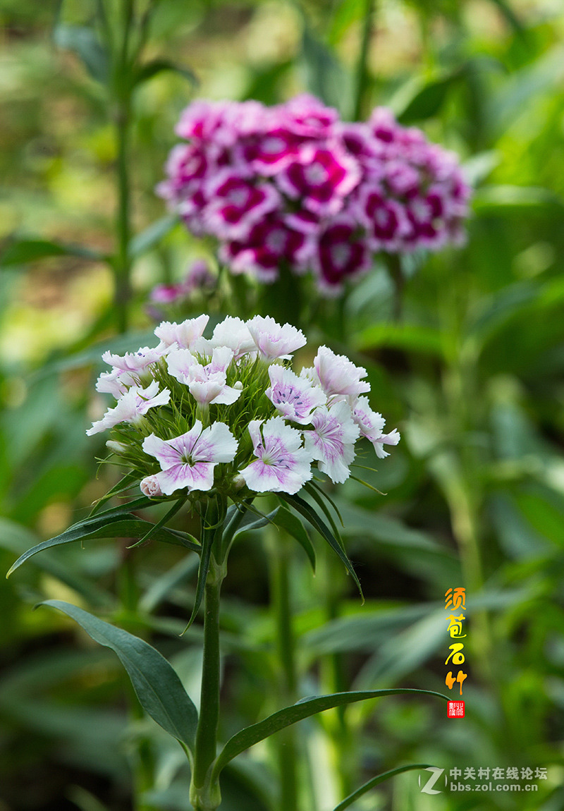清雅美丽的须苞石竹