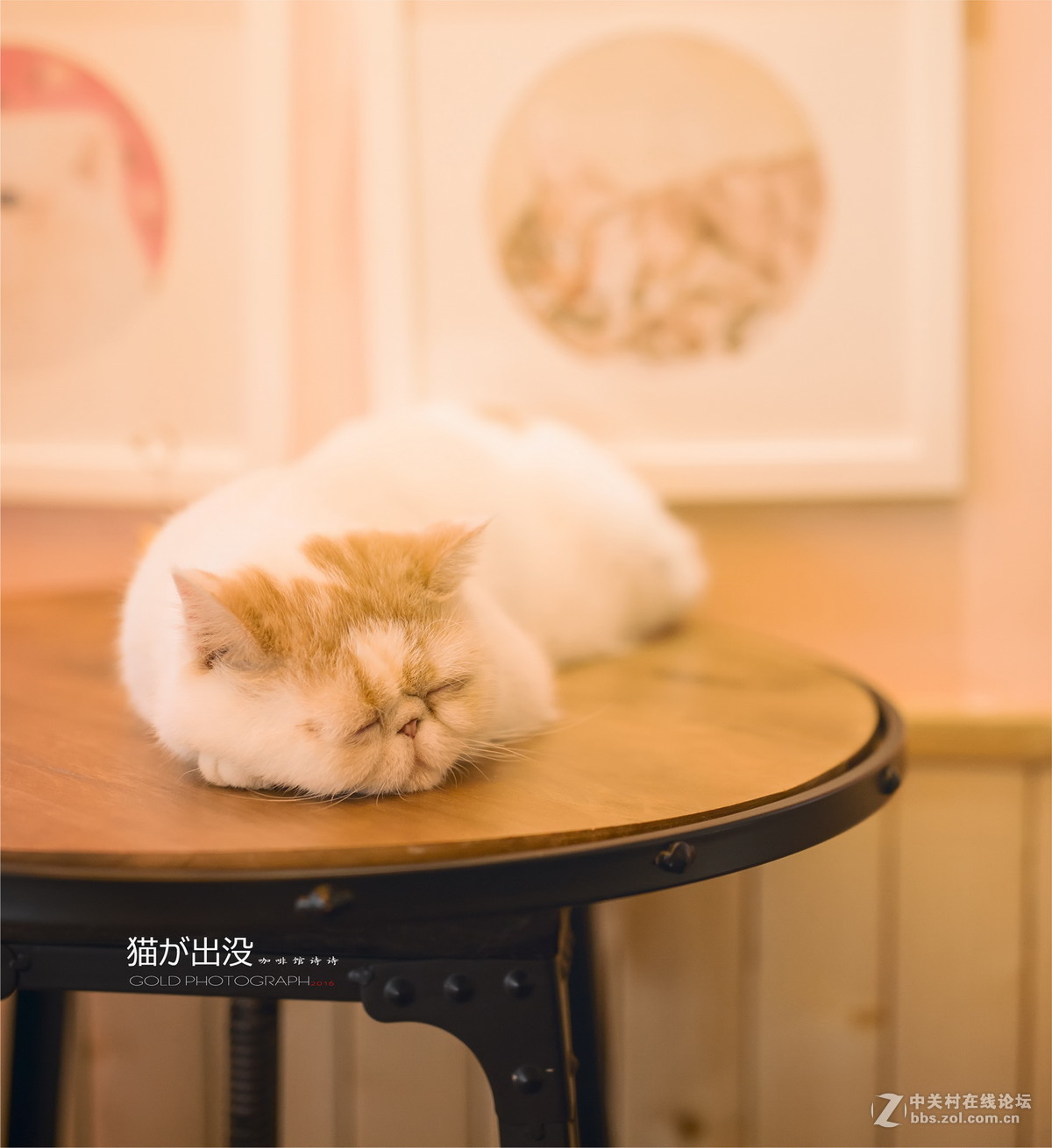 S50 F1.4ART(猫出没咖啡馆....人像)