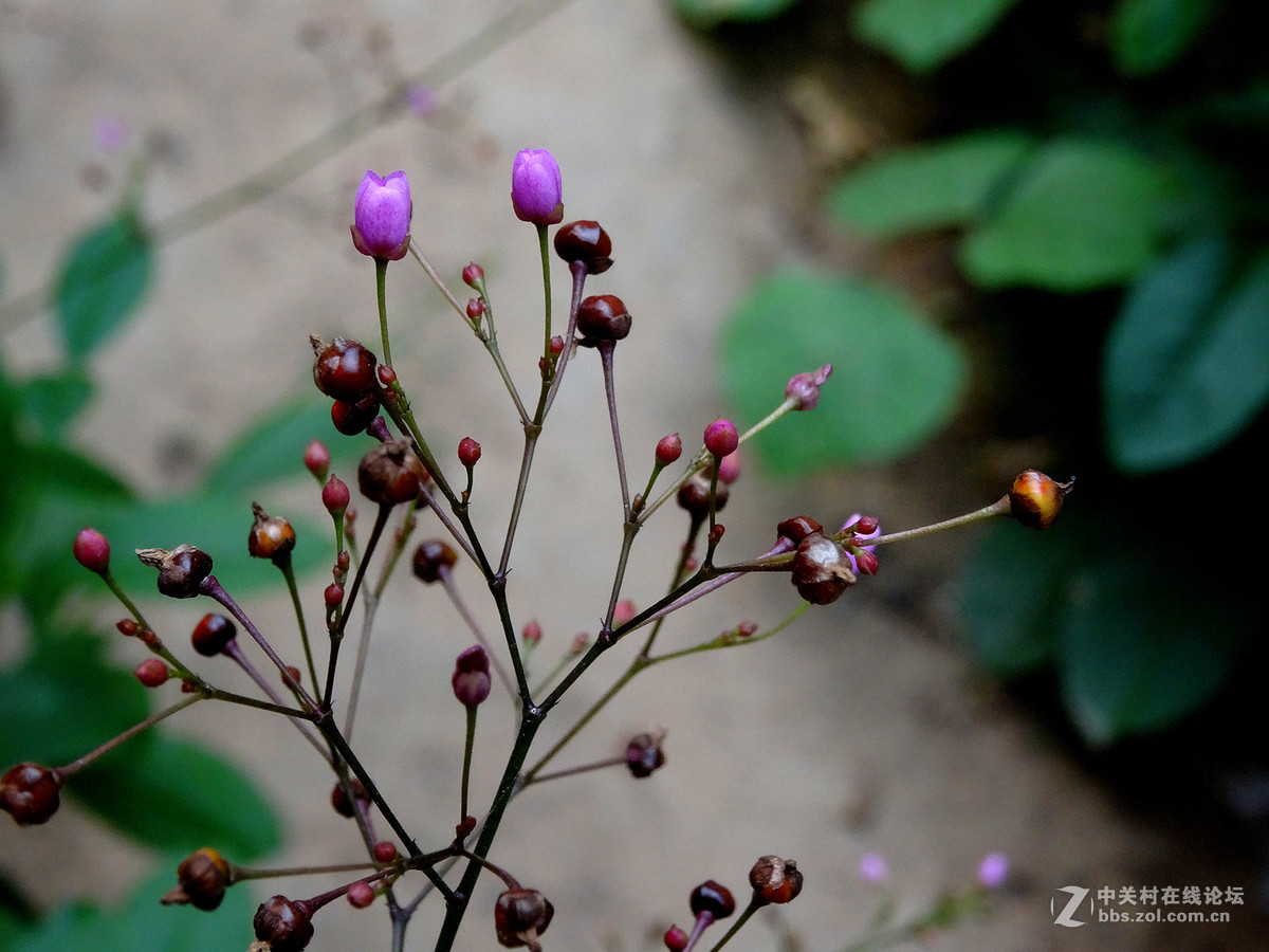 非常小的人参花