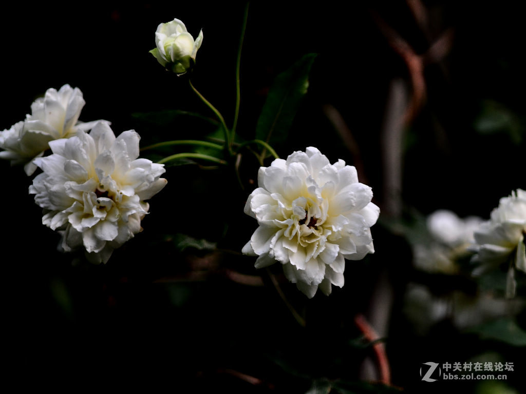 小白花