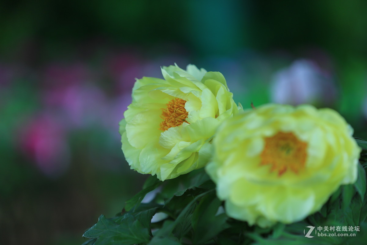 《国色天香》和润农业园