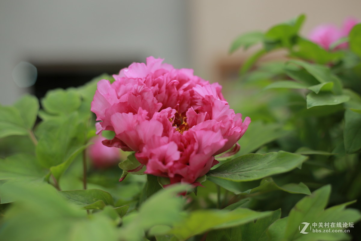 《国色天香》和润农业园