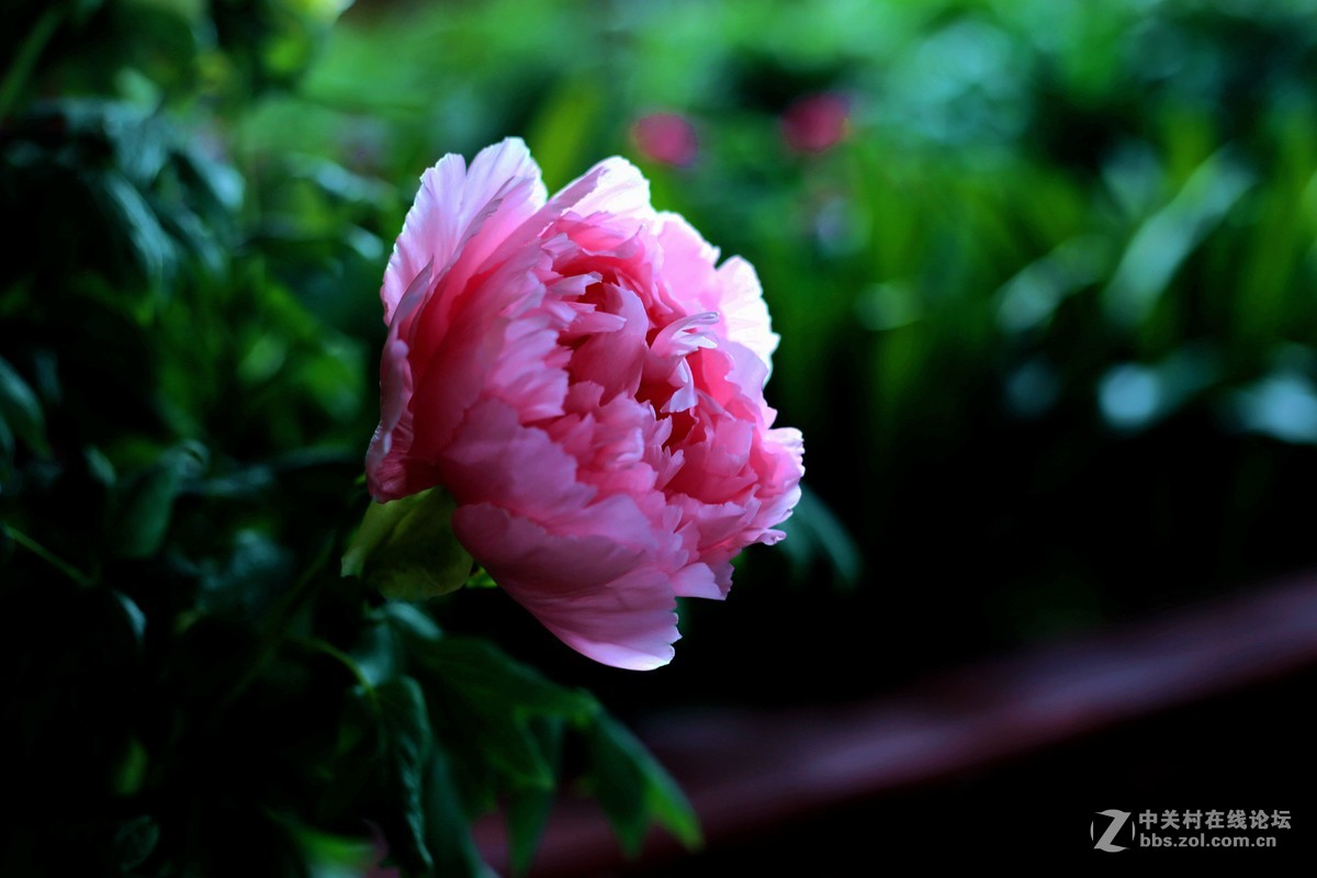 《国色天香》和润农业园