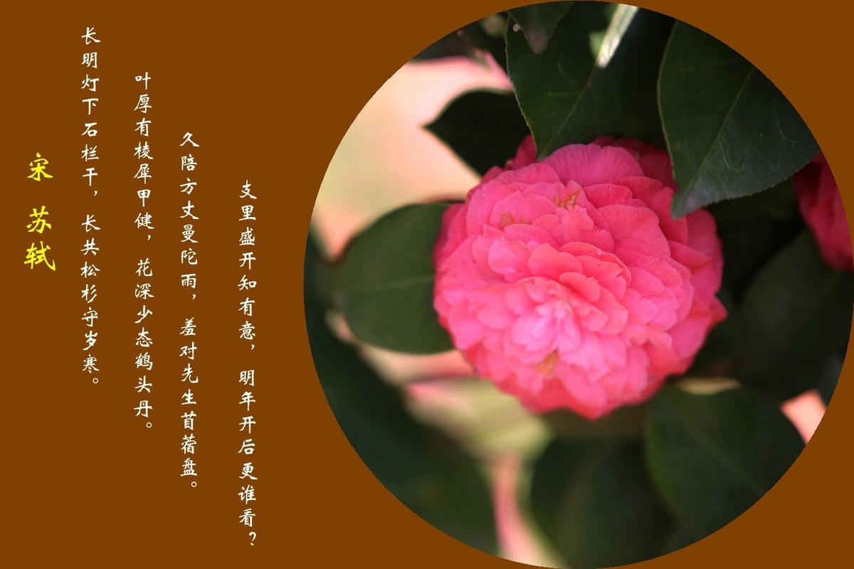山茶花图配诗