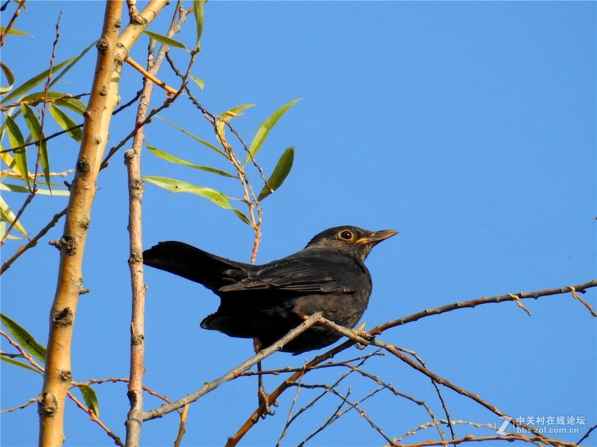 冬日裡的烏鶇鳥