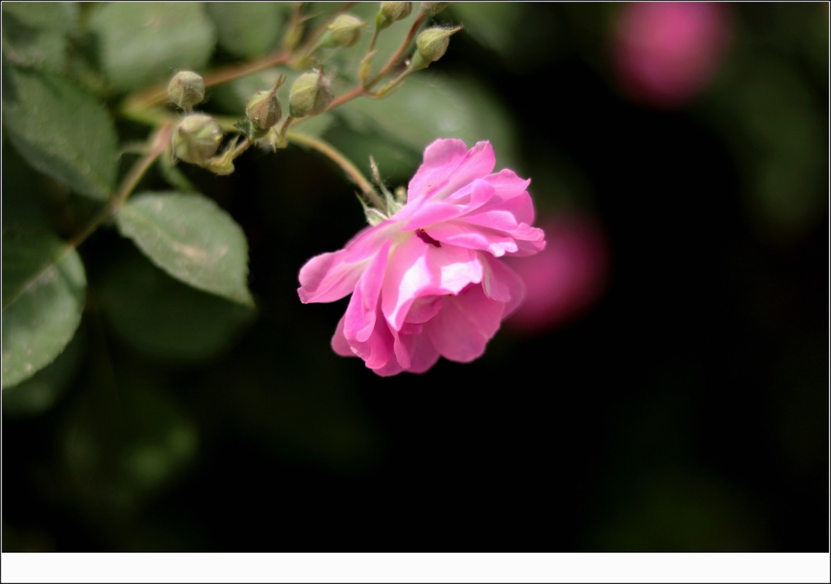 嬌嫩的薔薇花兒