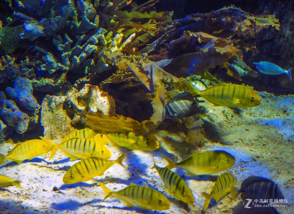 太平洋海底世界