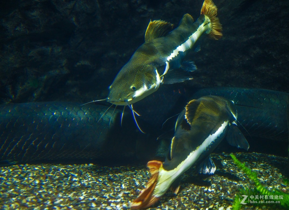 太平洋海底世界