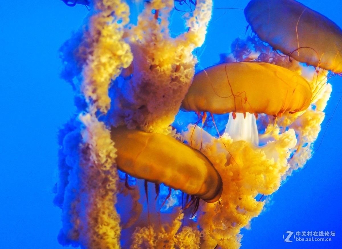 太平洋海底世界