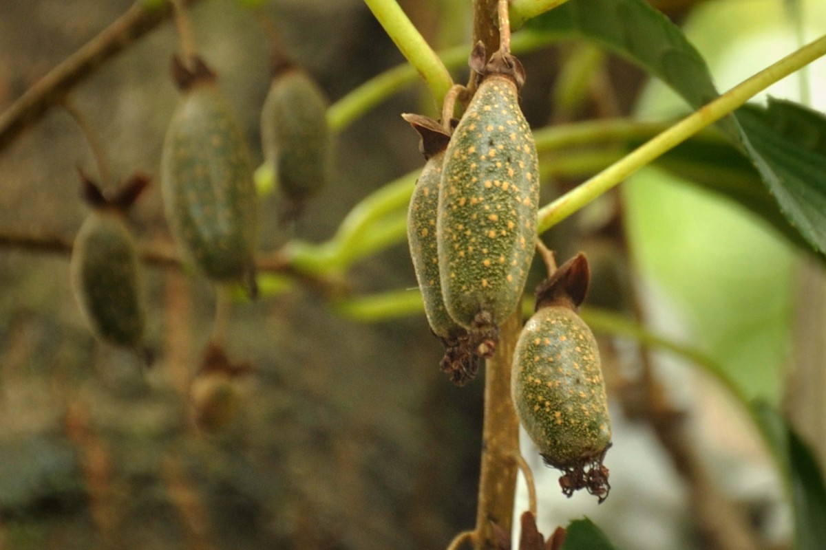彭水石盘乡避暑拍的片片