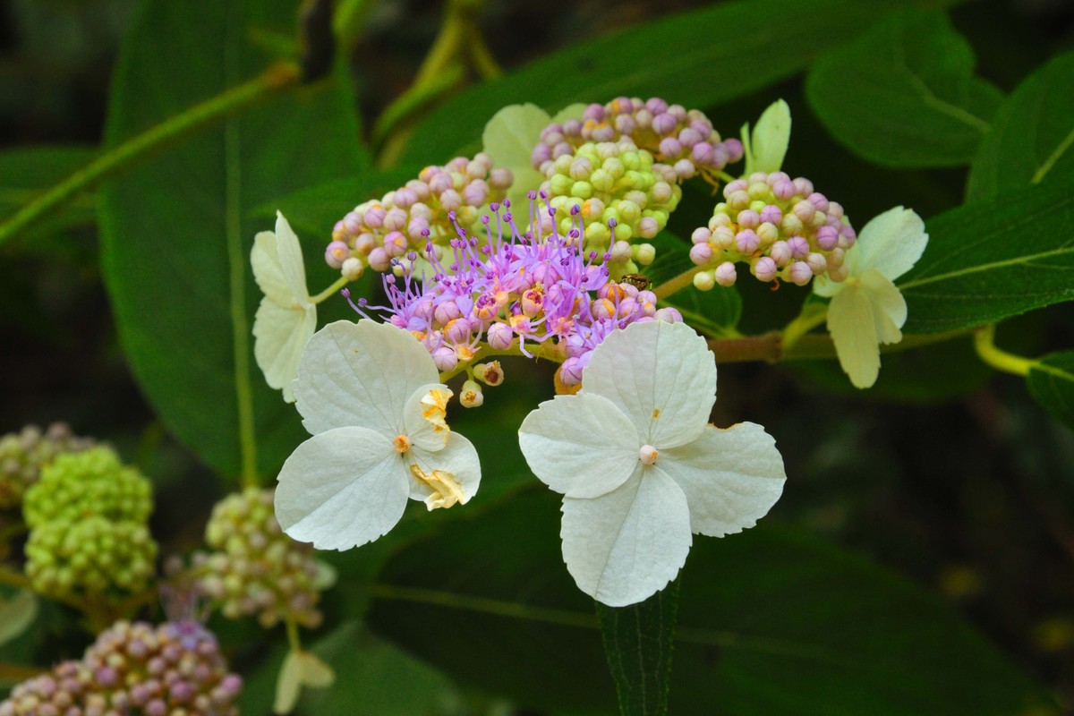 彭水石盘乡避暑拍的片片