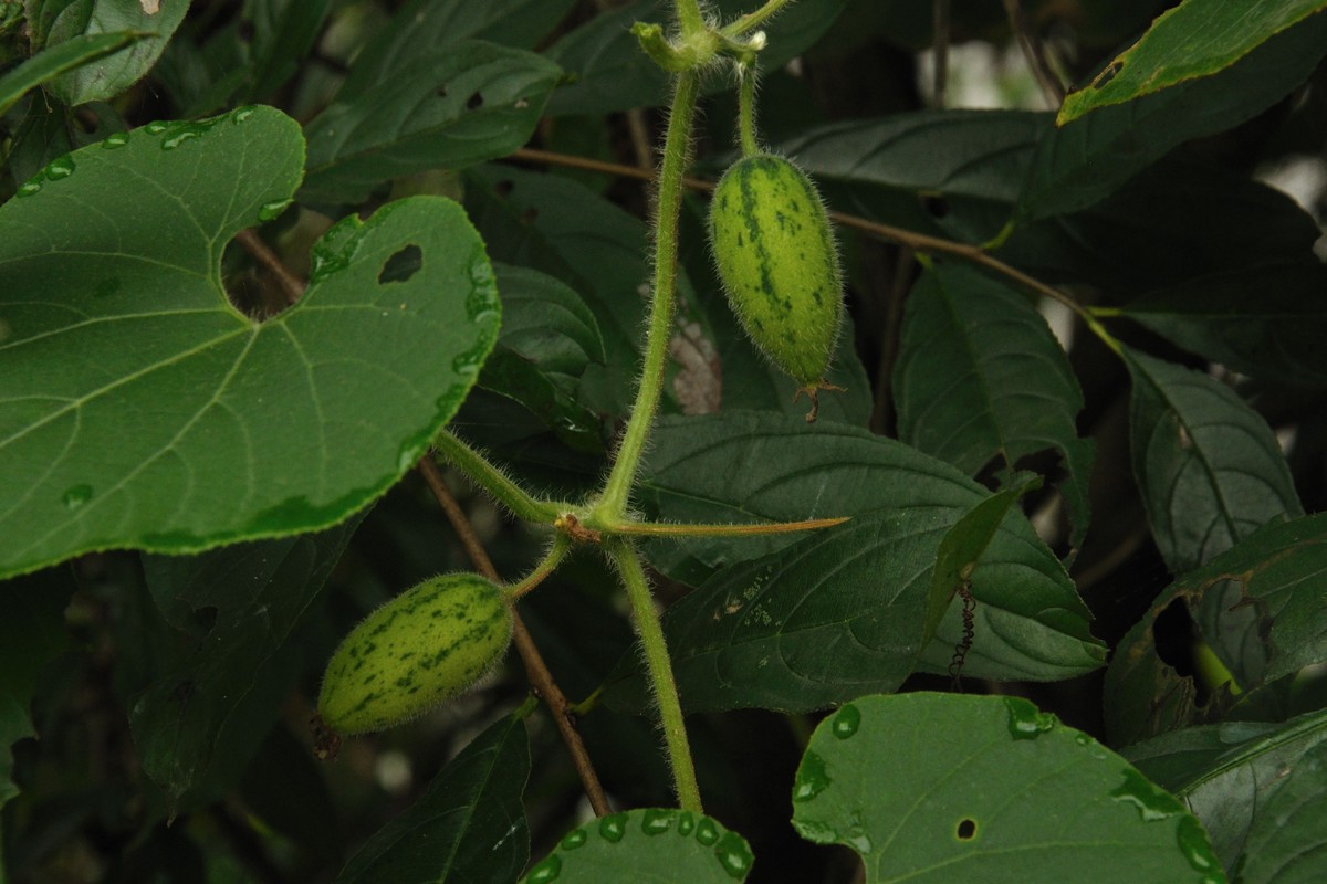 彭水石盘乡避暑拍的片片