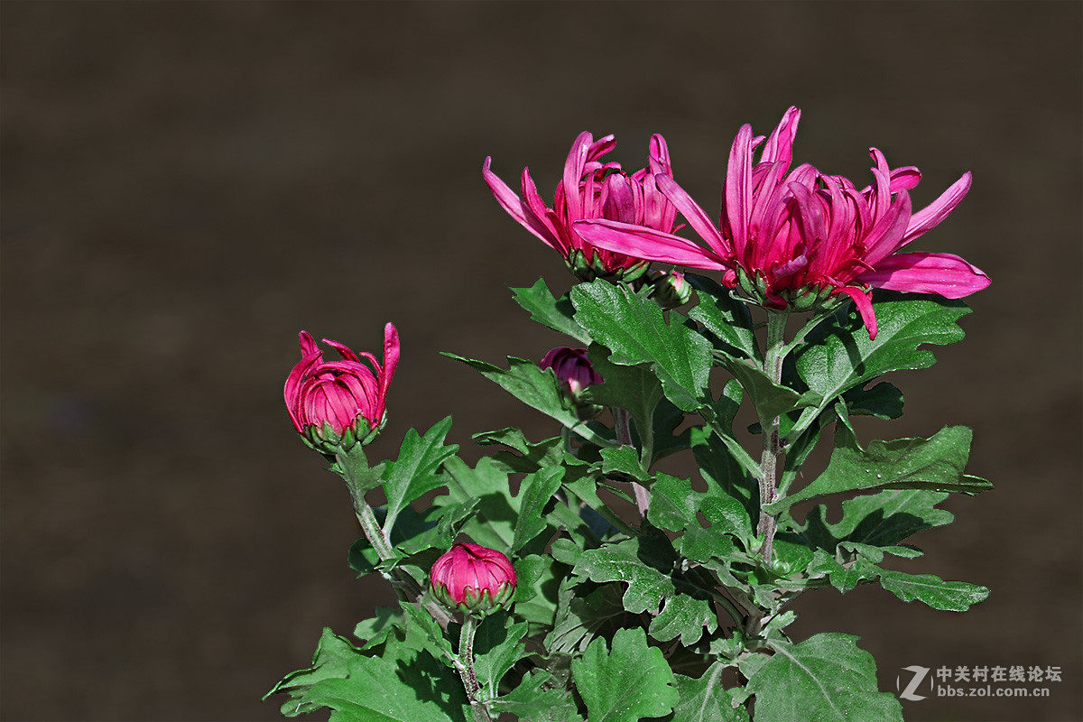 一组菊花