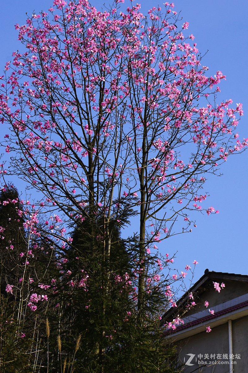 野生辛夷花的故乡