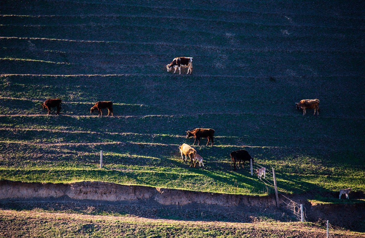 新源杏花沟（四）