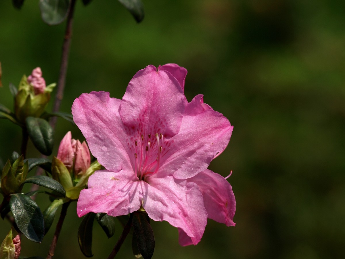 #ZOL月赛-四月物语#——多彩杜鹃花