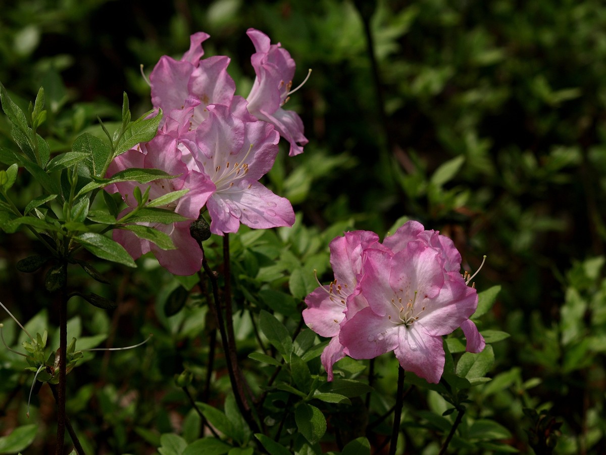 #ZOL月赛-四月物语#——多彩杜鹃花