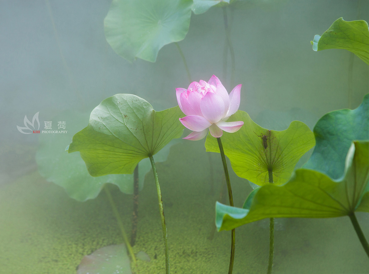 大热天的来组清凉的……