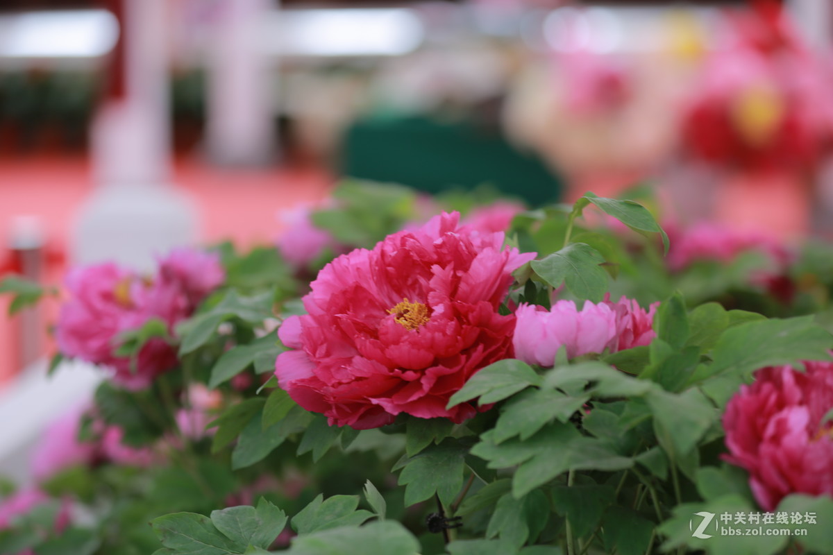 《国色天香》和润农业园