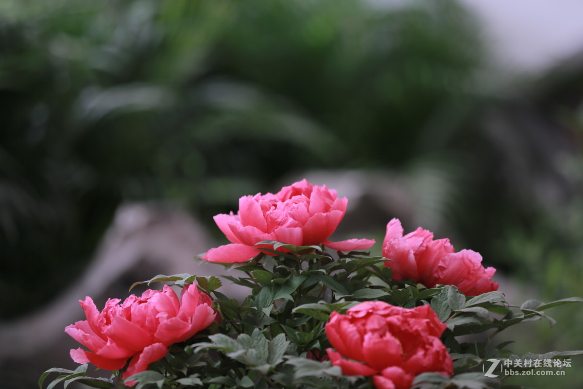 《国色天香》和润农业园