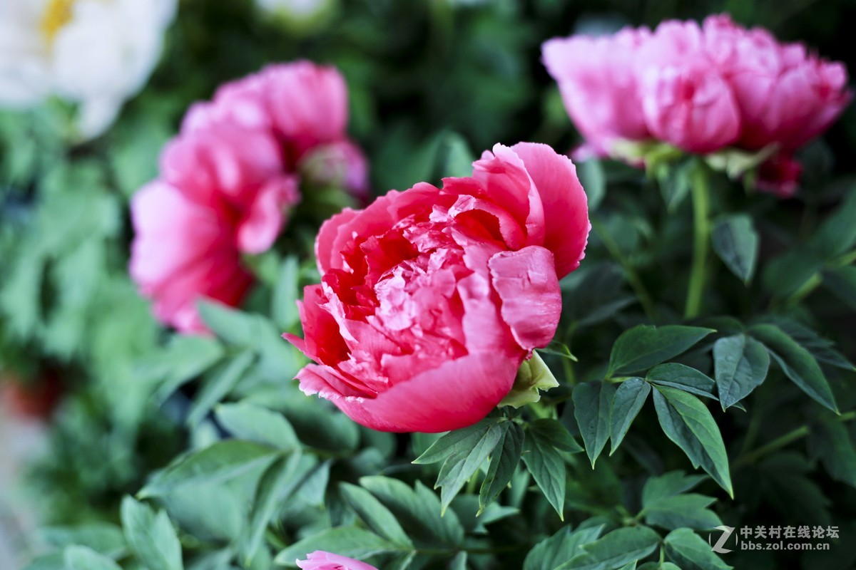 《国色天香》和润农业园