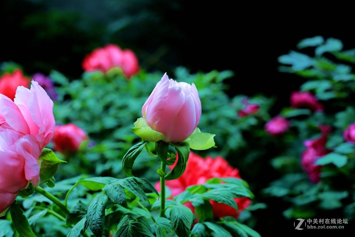 《国色天香》和润农业园