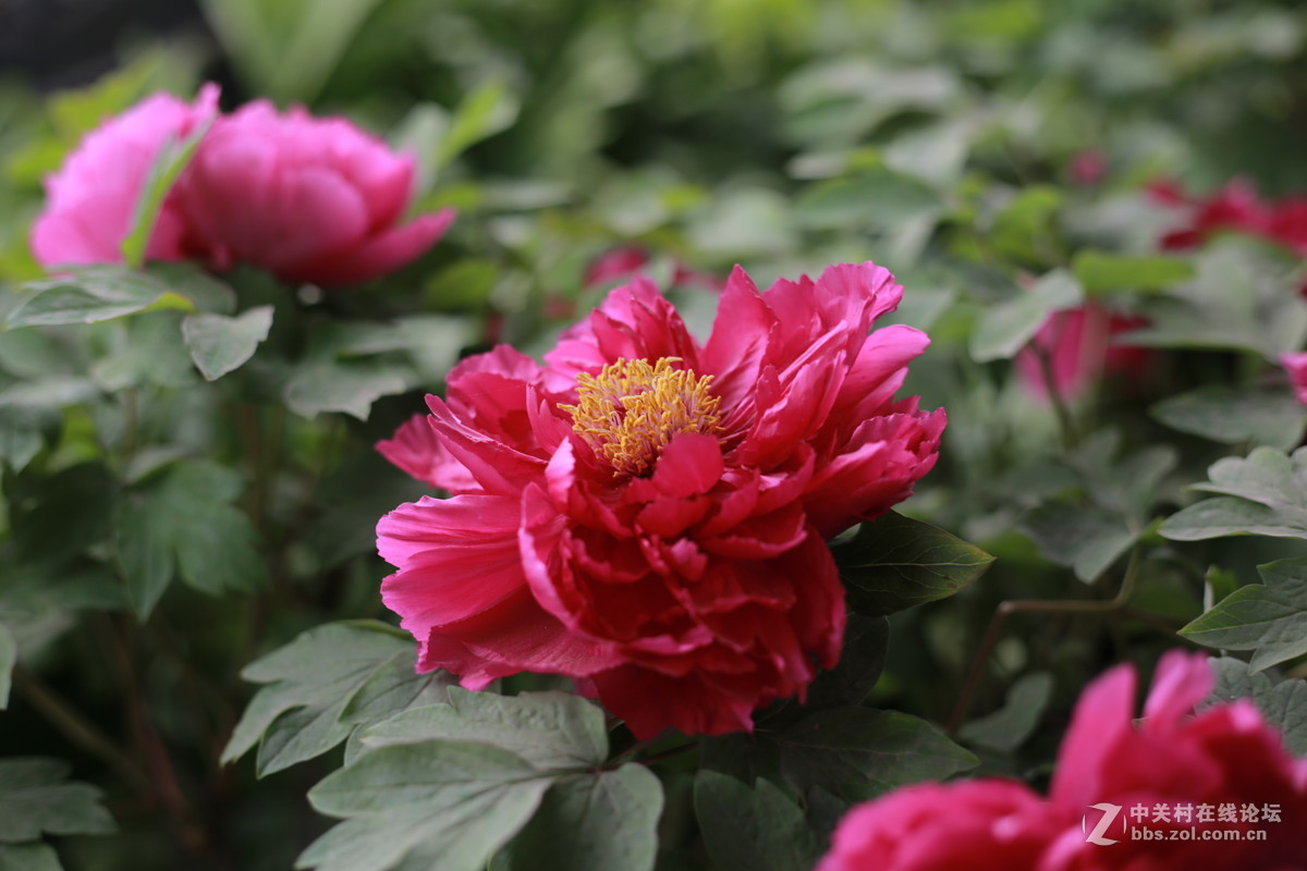 《国色天香》和润农业园