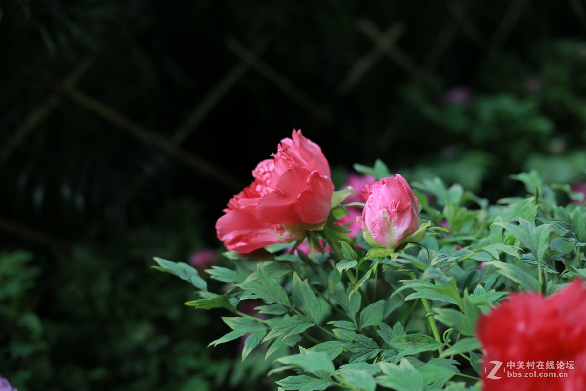 《国色天香》和润农业园