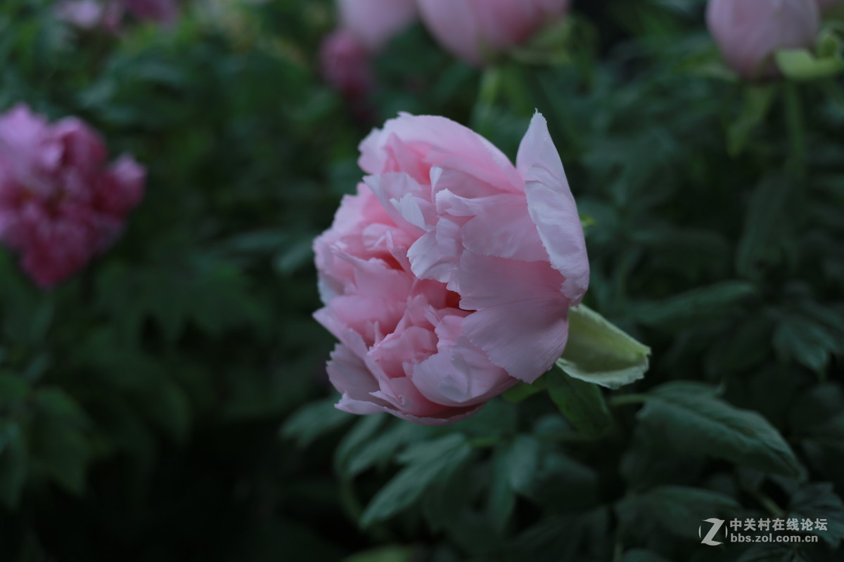 《国色天香》和润农业园