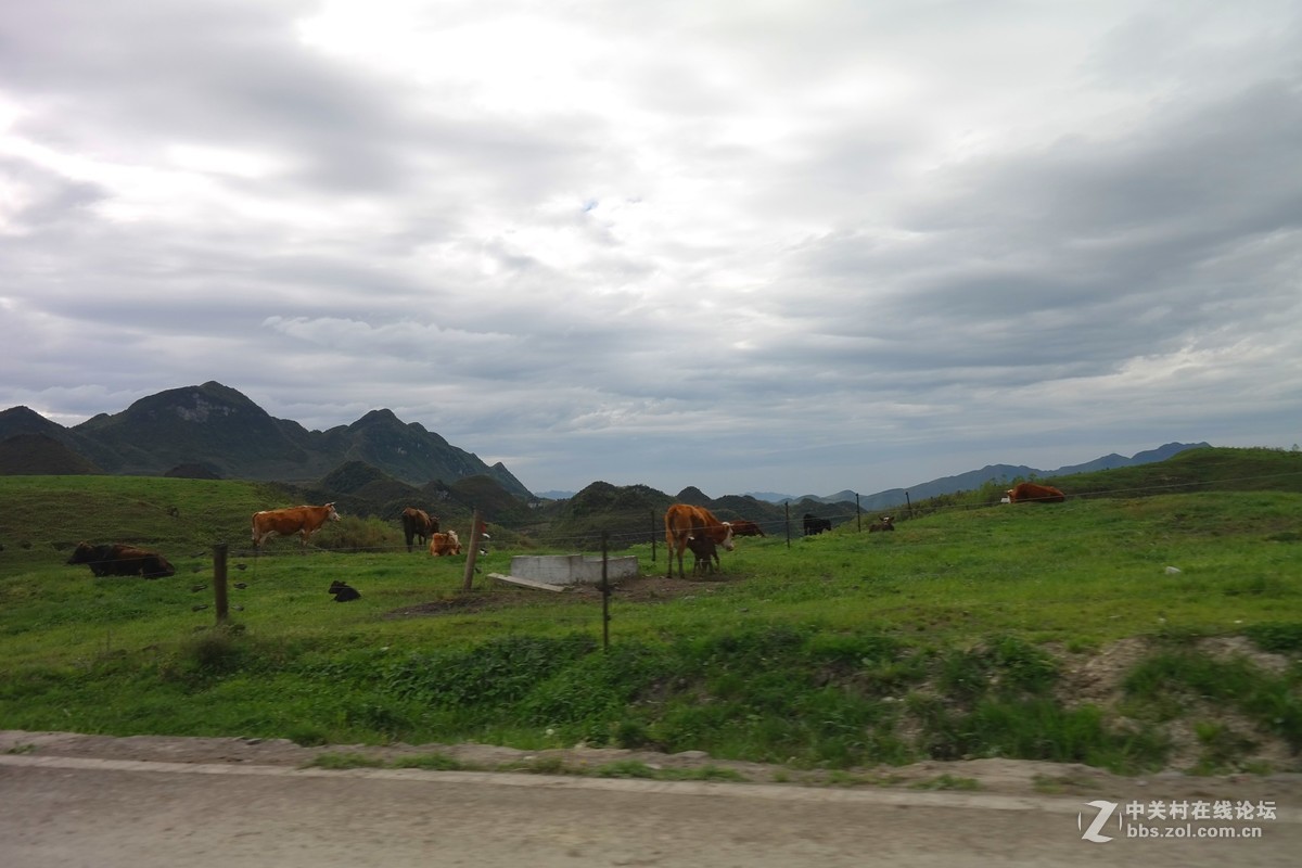 贵州百里杜鹃休闲避暑所见狂拍（四）