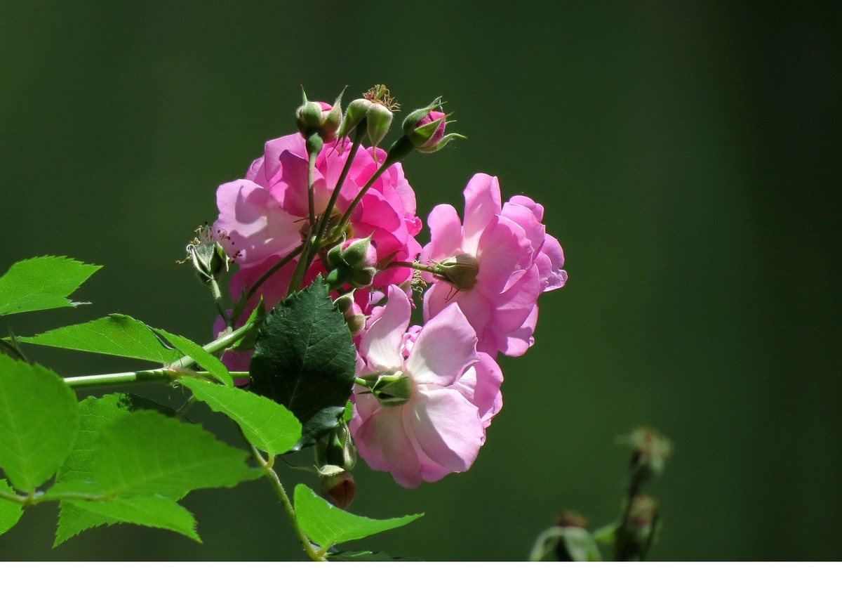 嬌嫩的薔薇花兒