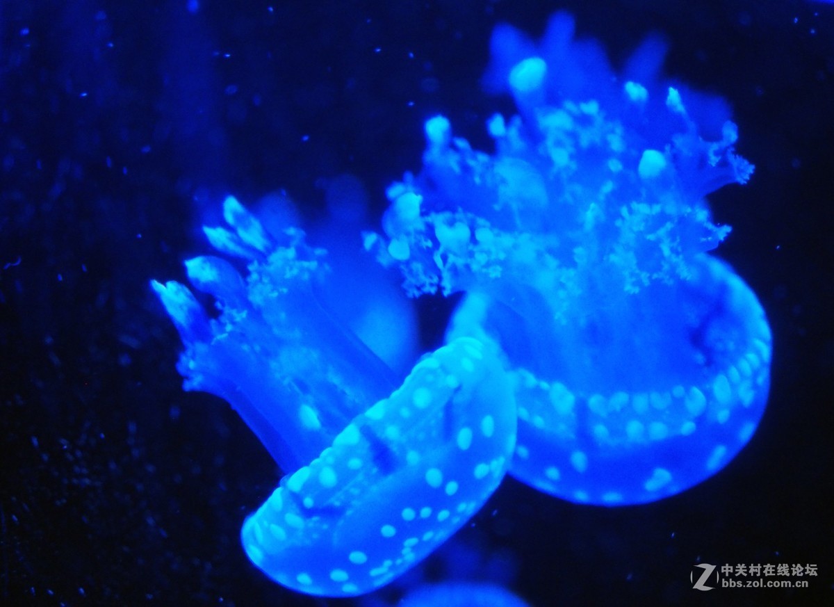 太平洋海底世界