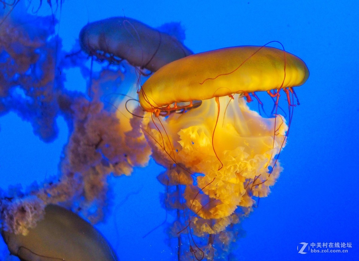 太平洋海底世界