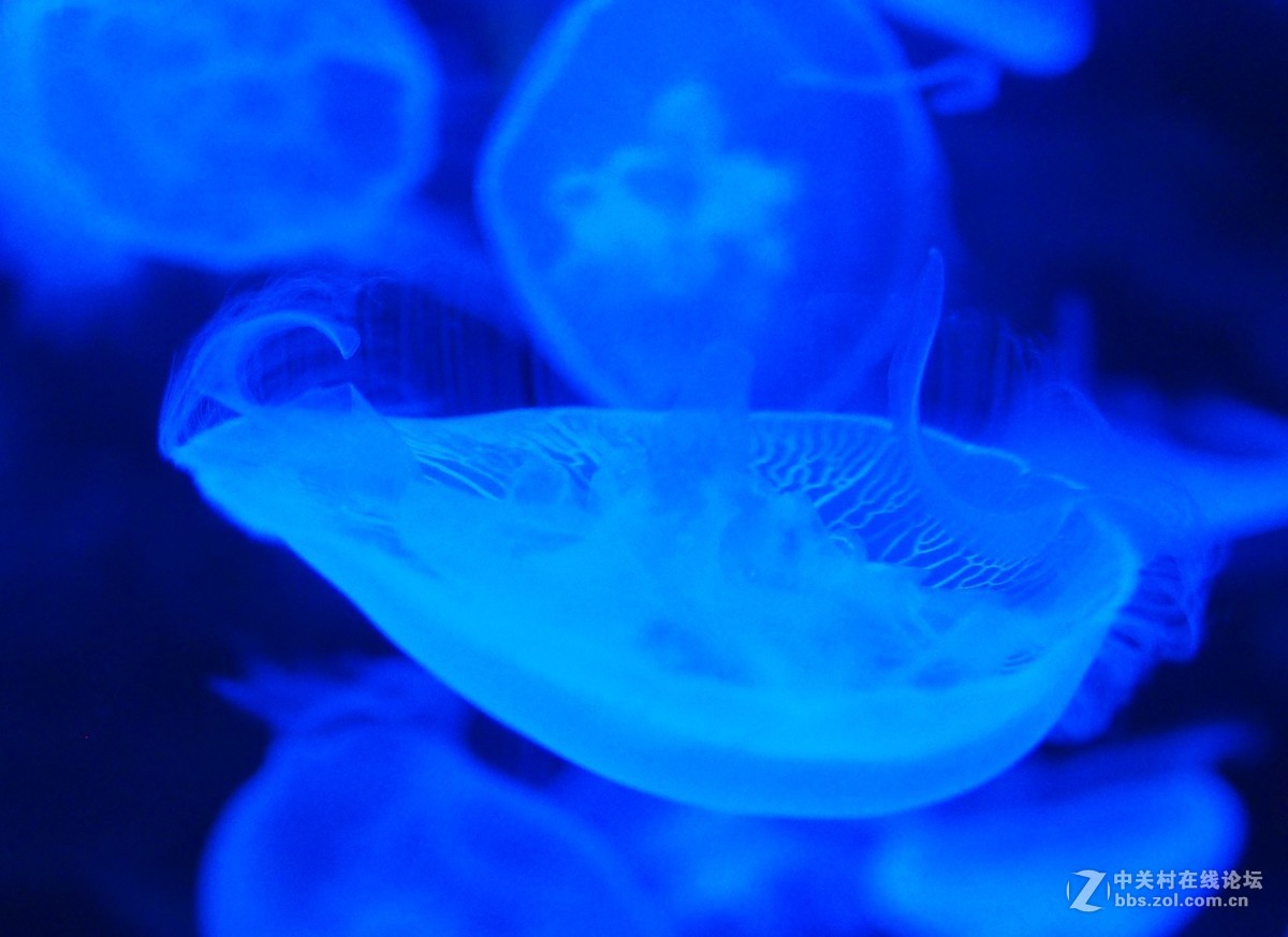 太平洋海底世界