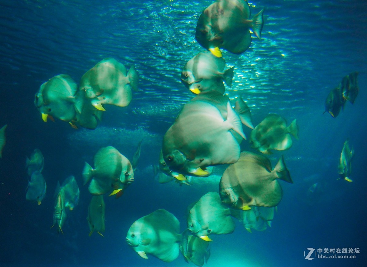 太平洋海底世界